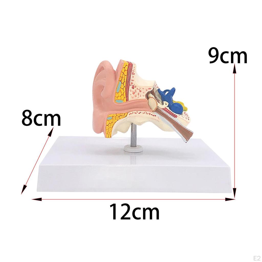 Human Ear Model Anatomy Professional Accurate Removable Anatomical 3D for Study Display