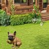 1Pc Funny French Bulldog Garden Statue Resin Ornaments for Outdoor Patio Garden Home Living Room Office Decoration