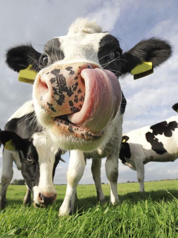 

Набор для алмазной живописи, алмазная живопись с животными, художественная мозаика, рукоделие, алмазная живопись, полная дрель, круглая 15*20cm