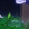 T02C!35Cm Acrylic Shrimp Feeder Tube Feeding Dish Bowls For Fish Tank Aquarium Shrimp Fish, With 2 Suction Cups