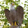 Garden Eagle Statue, Bald Large Outdoor Statues Yard , Bird Decor for Patio and