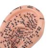 17cm Ear Acupuncture Model Clear Acupoint Professional Ear Reflexology Display Model for Learning