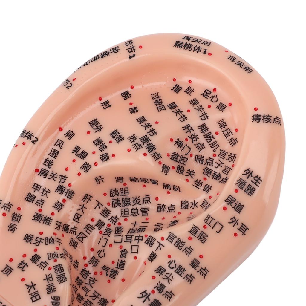 17cm Ear Acupuncture Model Clear Acupoint Professional Ear Reflexology Display Model for Learning
