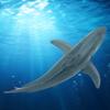 Sea Fish Simulation Model Ornaments Desktop Decoration Children Educational Toy