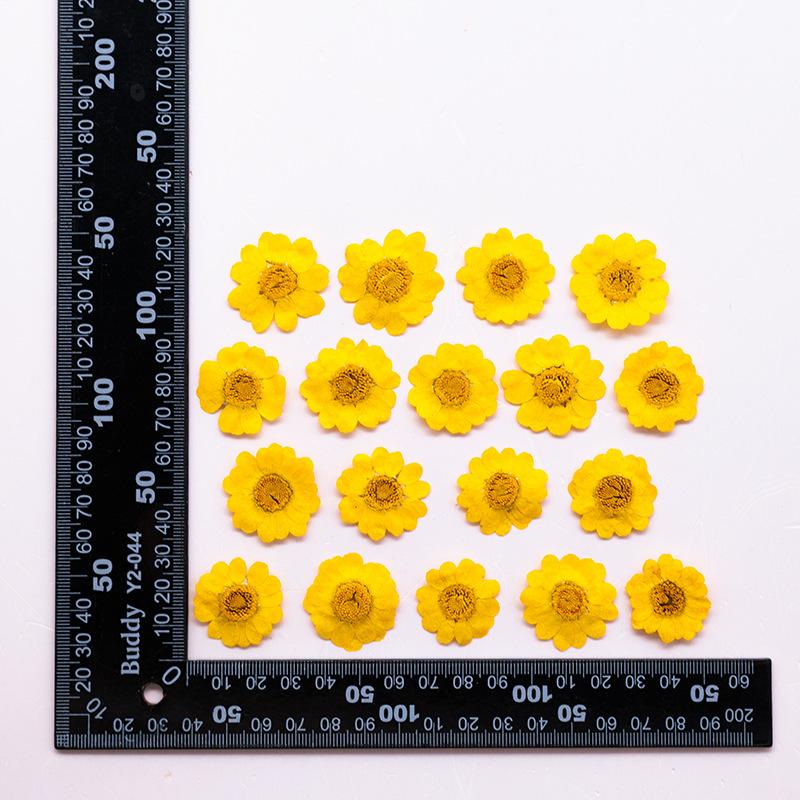 

12PCS Set Dried Yellow Flowers Set with Gold Silver Powder for DIY Resin Epoxy Mold Natural Real Pressed Flowers Bookmark Decor