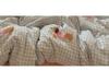 Dachshund Bowknot Chenille Embroidered Cotton Quilt Set - Soft, Skin-Friendly, Four or Three-Piece Dormitory Set