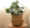 Foldable Woven Straw Flower Basket: Creative Indoor Storage & Decor for Home or Hotel