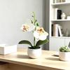 Butterfly Orchid Artificial Plant With Textured Plastic For Photography And Home Decor