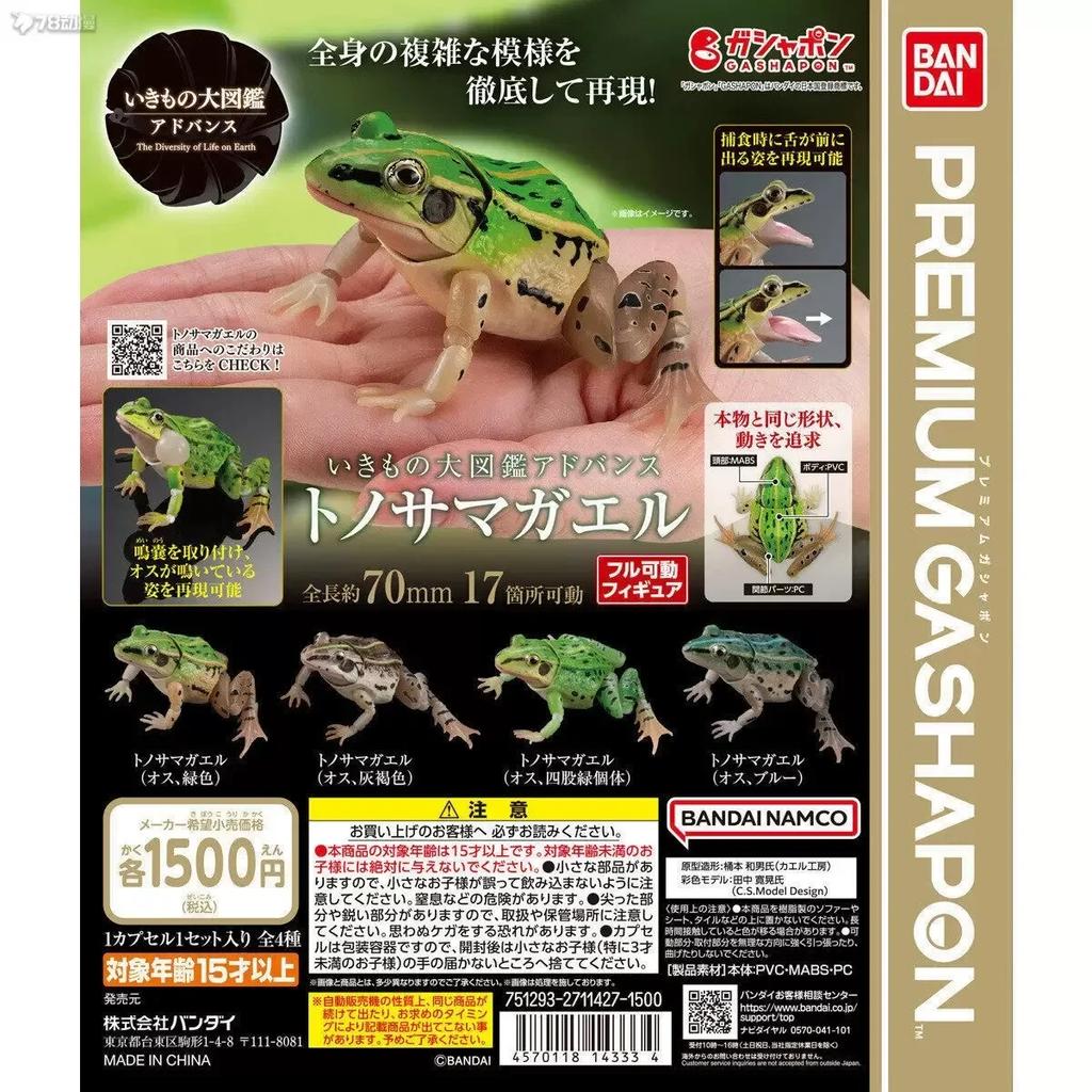 Genuine Gacha Toy Bio Guide Rana Nigromaculata Frog with Movable Joints Action Figure Toys
