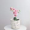 WTEMPO Classic White Ceramic Orchid Planter Pot Irregular Shape Polished Finish Drainage Hole Indoor & Outdoor Bonsai Pot for Home Decorative Pot