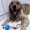 Pet Dog Toy Ball Anti Bite Chew Non Destructive Bouncing Ball Dog Rubber Training Interactive Toy Ball Strap Rope