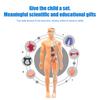 Clear Human Body Structure Model Kit 28-Piece Removable Anatomy Figure 3D Assembly Set DIY Human Torso Organ Model for Education And Demonstration