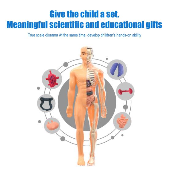 Clear Human Body Structure Model Kit 28-Piece Removable Anatomy Figure 3D Assembly Set DIY Human Torso Organ Model for Education And Demonstration