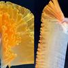 30cm Width Pleated Lace Organza Fabric Water-Shimmer Effect Pleated Mesh Wedding Dress Material Transparent Fabric
