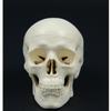 Human Anatomical Model Medicine Skull Human Anatomical Anatomy Head Studying Anatomy Teaching Supplies Skull Model