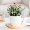 Self Watering Pots for Indoor Plants Plastic Wicking Flower Pots Modern African Violet Planter with Reservoir And Wick Rope