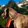 WOLFGANG BoneYard Collar Wide x Neck Circumference Large (Large) 2.5cm 45-66cm [For Dogs]
