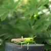 2Pcs Cartoon Locust Statue Vivid Animal Toys Creative Locust Animal Model  Garden