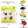 Children's Cognitive Toys: Frog Tadpole Growth Cycle Models