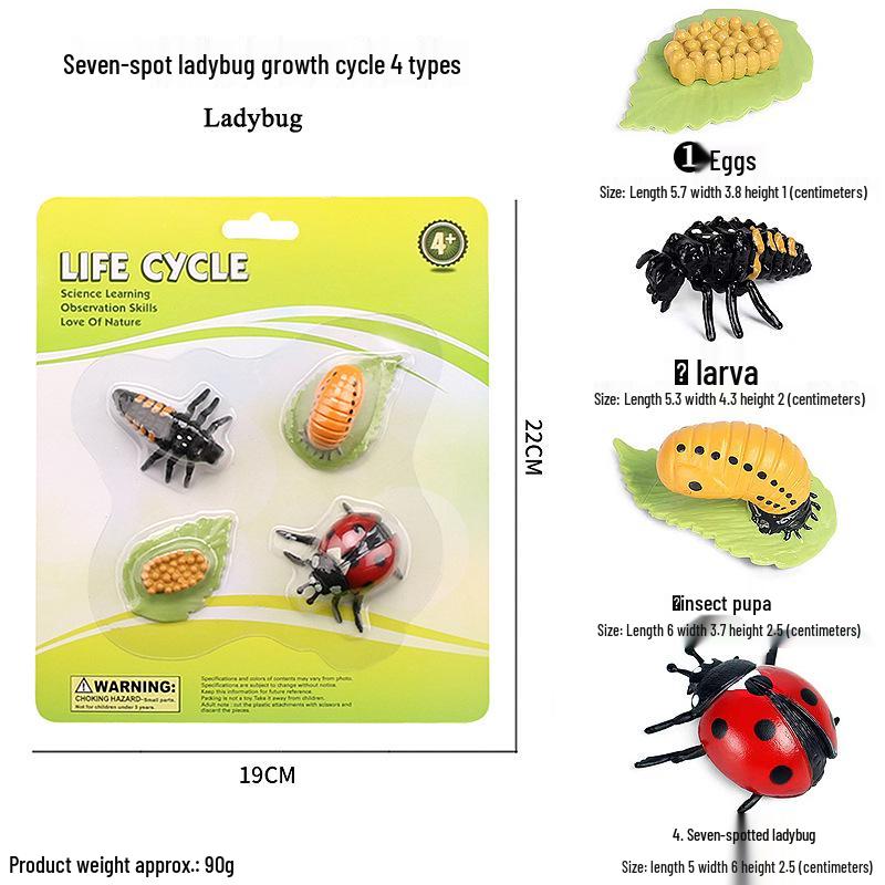Children's Cognitive Toys: Frog Tadpole Growth Cycle Models