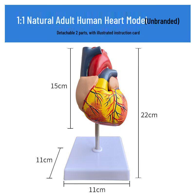 Model anatomic mare al inimii umane cu 34 de marcaje pentru predarea ecografiei medicale