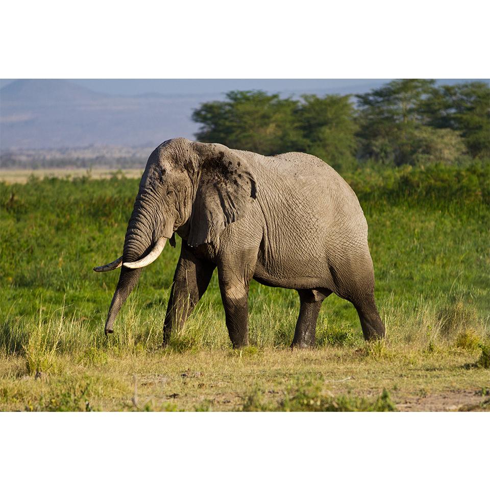 5D-Diamantgemälde zum Selbermachen, Tier-Strass-Bilder, Kreuzstich-Set, voller Diamant-Stickerei, Elefant, Mosaik, Geschenk, Heimdekoration