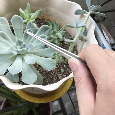 Gardening Root Rake High Hardness Rust-proof Stainless Steel Root Rake Bonsai Tweezers Soil Farming Gadget Yard
