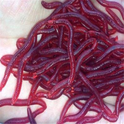 Kunststoff 50 teile/los 4 cm Geruch Rot Wurm Lockt Weiche Köder Würmer Angeln Takcle Grub Fisch Spielzeug