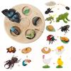 Animal Life Cycle Board Children Toys Montessori Teaching Aids Plant Animal Growth Cycle Model Set Preschool Cognitive Toys