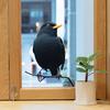 מדבקת חלון עורב גדול ציפור עורב שחורה על ענף מדבקת PVC רב פעמית דו-צדדית קליפות חלון סטטיות לקישוט חלון דלת זכוכית בסלון