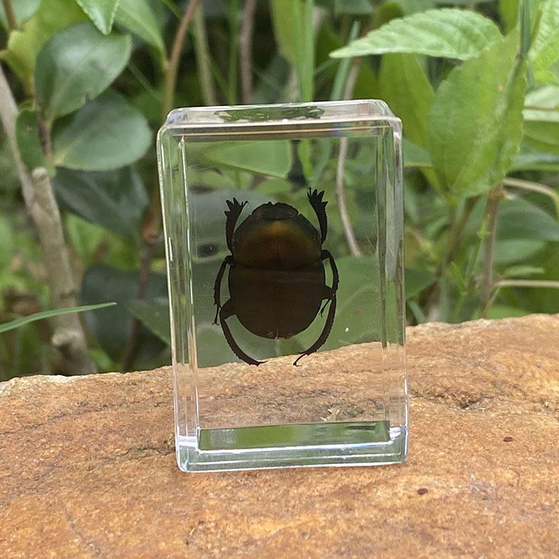Okazy Owadów: Prawdziwy Pająk, Skorpion, Osa Błotna w Przezroczystej Żywicy do Nauczania i Dekoracji