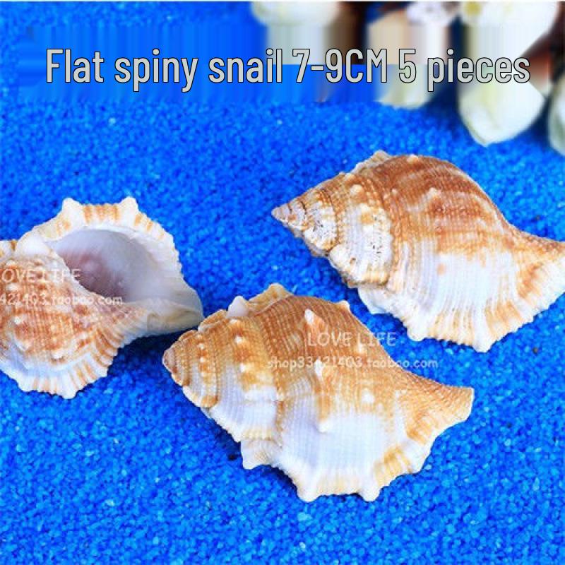 Натуральная раковина конха с коралловым основанием - Украшение для аквариума и среда обитания для рака-отшельника