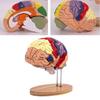 Modelo de Anatomía Cerebral Muestra el Tronco Encefálico y Otras Partes del Cerebro Humano