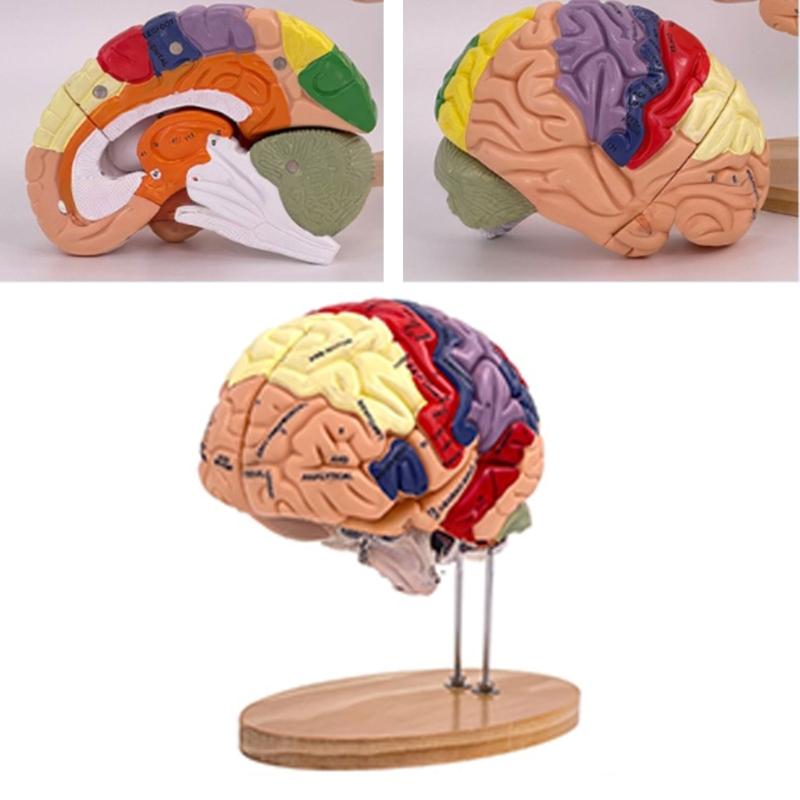 Modelo de Anatomía Cerebral Muestra el Tronco Encefálico y Otras Partes del Cerebro Humano
