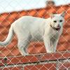 Cat Safety Protection Fence Pet Anti-Fall Netting Fence Cat Dog Nylon Protective Transparent Mesh Nylon Balcony Protective Fence