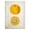 Classic Fruit Kitchen Antique Canvas Painting Retro Print Pear Apple Pineapple Wall Art Deco Picture,High Quality for Home Decor