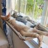 Hanging Shelf Cat Hanging Beds Window Seat Suction Cup Cat Nest Washable Pet Hammock Bed  Kitten