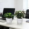 Self Watering Plant Pots Indoor Plants Planter with Reservoir Clear Plastic Round Flower Pot with Wick Ropes for Succulents Herbs Flowers Office Home