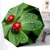 Accesorii – Umbrele