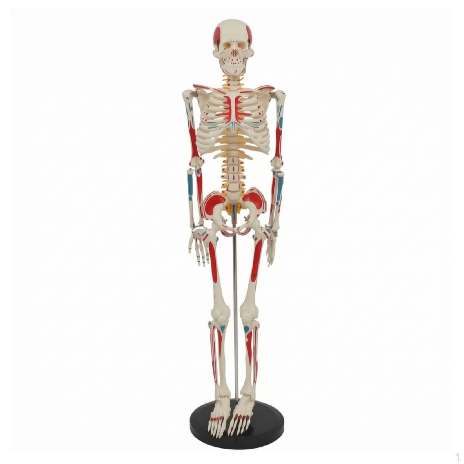 Skeleton Model with Muscle Attachments 85cm