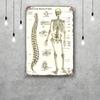 skeleton Vintage Tin Sign Home Decor Wall Decor Art Wall Mural Room Decoration Decor Retro Metal Sign Plate Bar Posters