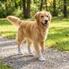 4PCS/SET Comfortable Pet Sandals Breathable Dog Walking Shoes Dog Mesh Shoes  Outdoor Adventure