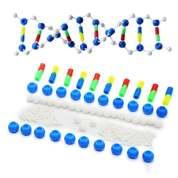 Hands on Double Helix DNA Models Set Organic Chemistry Atoms Models for Organic Chemistry Learning and Biology Teaching