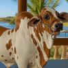 2L Bull Liquor Dispenser Wine Vodka Whiskey Decanter Brazilian Cattle Beverage Container Bottle Decoration Home Kitchen Bar Accessory