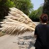 Large Dried Pampas Reed for Decoration in Clothing Stores, Windows, or Weddings