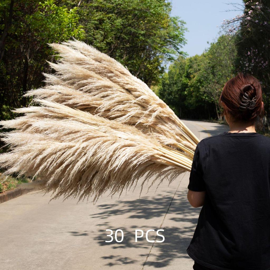 Large Dried Pampas Reed for Decoration in Clothing Stores, Windows, or Weddings