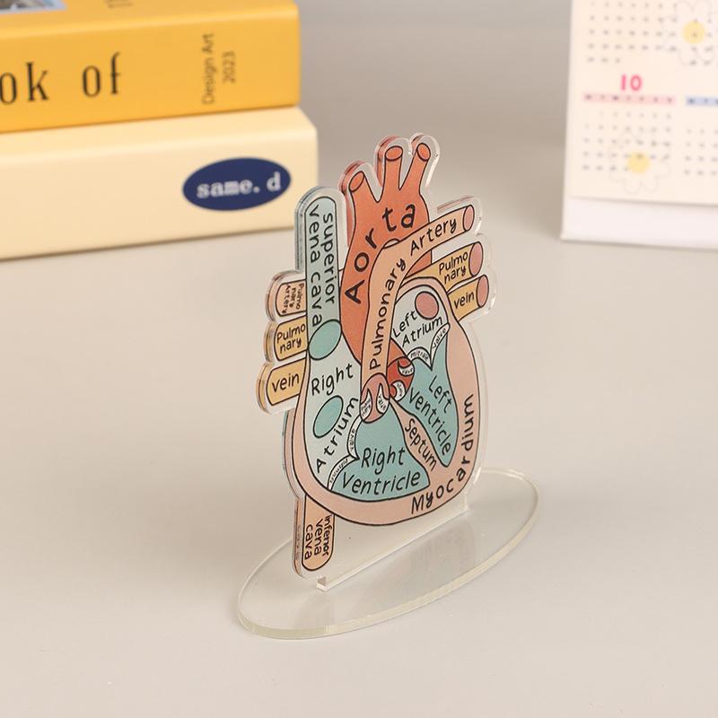 2D Heart Anatomy Acrylic Model - Educational And Decorative Teaching Tool For Home Office Classroom Clinic Medical Office