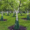 20 Gallon Reusable PVC Tree Watering Bag - Slow-Release Irrigation Drip Bag
