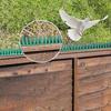 Stainless Steel Anti-Birds Spikes Repeller Deterrent Anti Pigeon Spikes Thorn On Balcony Eaves Sills Bird Proof Nails For Garden