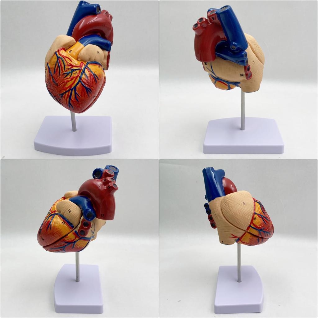 Lunari Heart Model, Life-Size 1:1 Human Anatomy Model, Full Color, with Stand, Educational, Anatomical Structure, Research, Training Materials